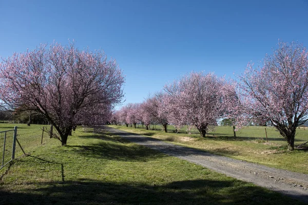 Красива сакура вишневого цвіту навесні над блакитним небом . — стокове фото