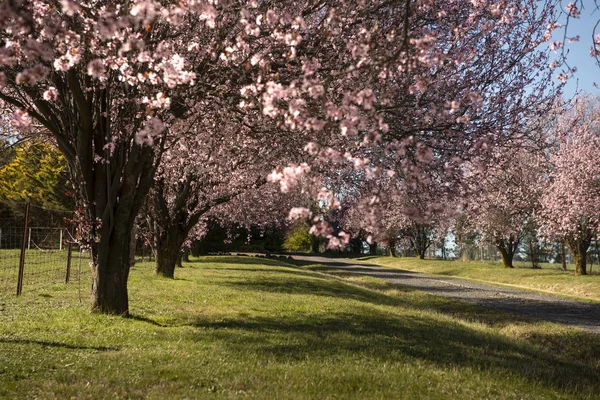 Hermosa flor de cerezo sakura en primavera sobre el cielo azul. —  Fotos de Stock