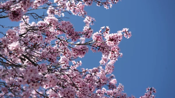 Piękny kwiat wiśni sakura w czasie wiosny nad błękitnym niebem. — Zdjęcie stockowe