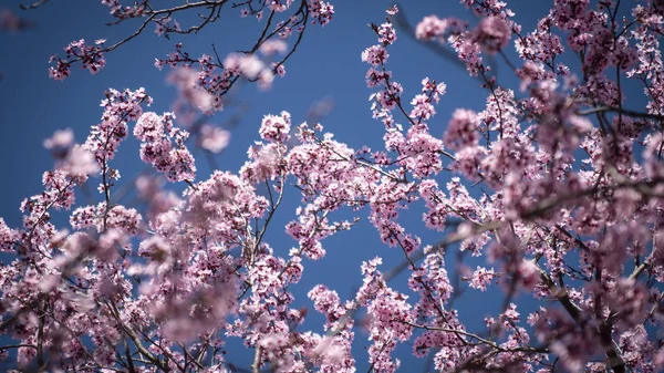 Piękny kwiat wiśni sakura w czasie wiosny nad błękitnym niebem. — Zdjęcie stockowe