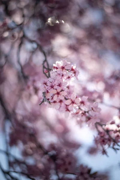 Beautiful cherry blossom sakura in spring time over blue sky. — Stock Photo, Image