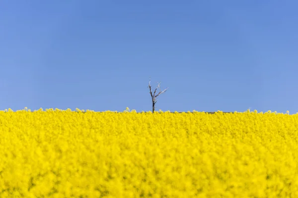 Champ de colza avec beau nuage - plante pour l'énergie verte — Photo