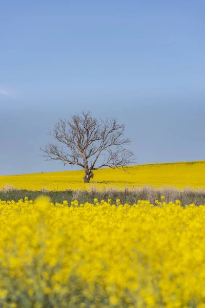 Campo de colza com bela nuvem - planta para energia verde — Fotografia de Stock