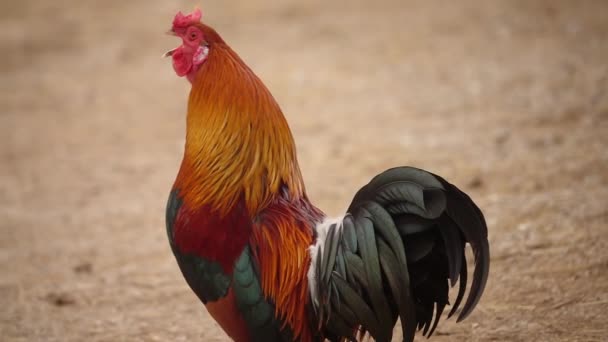 Rooster crowing in slow motion — Stock Video