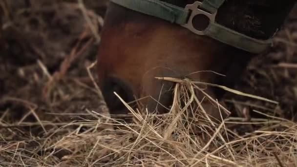 Ló etetés szénából lassított felvételen — Stock videók