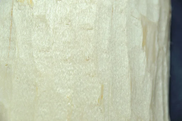 表面白樺の構造 — ストック写真
