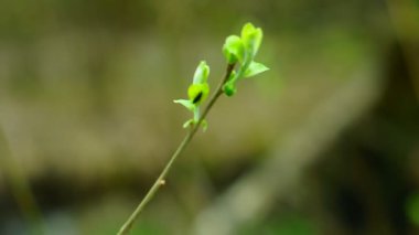Mayıs ormanının bataklık bölgesi.