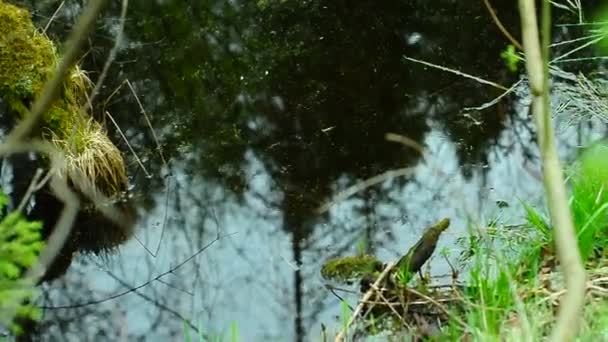 Área Pantanosa Floresta Maio — Vídeo de Stock