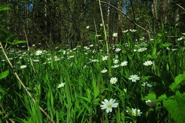 Bir keresinde güzel, sakin bir günde, ilkbaharda yürüyüşe çıkmıştım.