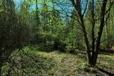 Bir keresinde güzel, sakin bir günde, ilkbaharda yürüyüşe çıkmıştım.
