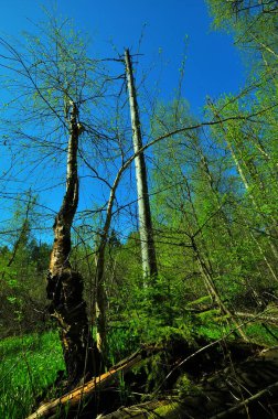 Bir keresinde güzel, sakin bir günde, ilkbaharda yürüyüşe çıkmıştım.