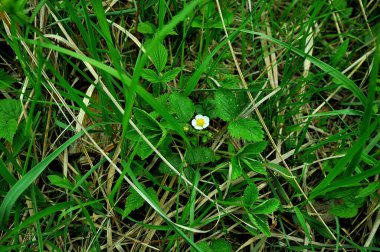 Bir keresinde bulutlu bir günde baharda yürüyüşe çıkmıştım.