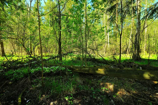 Jednou Procházce Jaře Pěkný Klidný Den — Stock fotografie