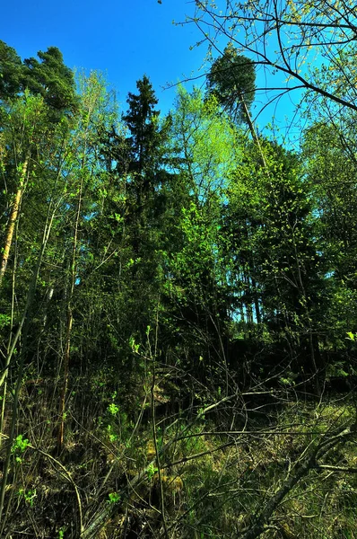 Once Walk Spring Nice Quiet Day — Stock Photo, Image