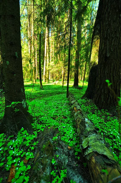 Uma Vez Passeio Primavera Dia Tranquilo Agradável — Fotografia de Stock