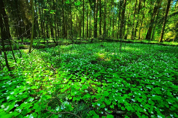 Une Fois Sur Une Promenade Printemps Par Une Belle Journée — Photo