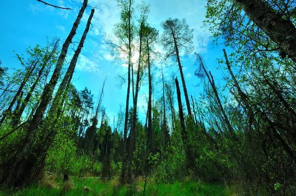 Una Volta Fare Una Passeggiata Primavera Una Bella Giornata Tranquilla — Foto Stock