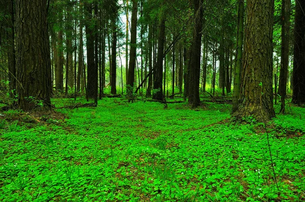 Una Volta Fare Una Passeggiata Primavera Una Bella Giornata Tranquilla — Foto Stock