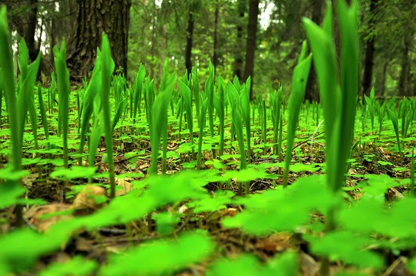 Une Fois Sur Une Promenade Printemps Par Une Belle Journée — Photo