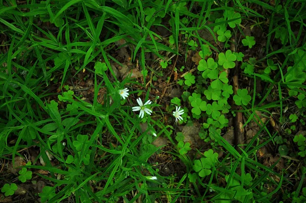 Einmal Bei Einem Frühlingsspaziergang Einem Bewölkten Tag — Stockfoto