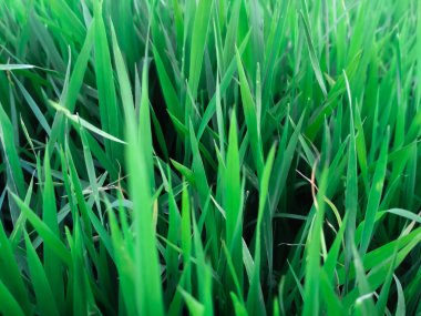 Pirinç nakli için ekilen yeşil oryza sativa yatağı