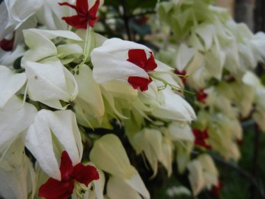Klerodendron sp. Lamiaceae ailesinin tropikal bitkisi, androecium ve gynoecium yan görüşlü makro çekim.
