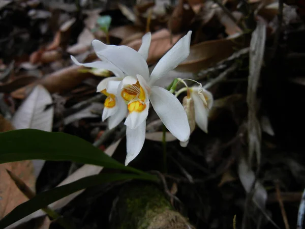 Coelogyne Nitida Orchidea Flóra Sunakhari — Stock Fotó