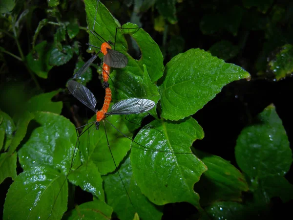 Kran Sineği Çiftleşmesi Böcek Diptera Tipulidae — Stok fotoğraf