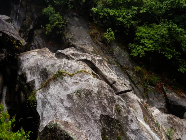 Vegetation Bare Rock Adaptation — Stock Photo, Image