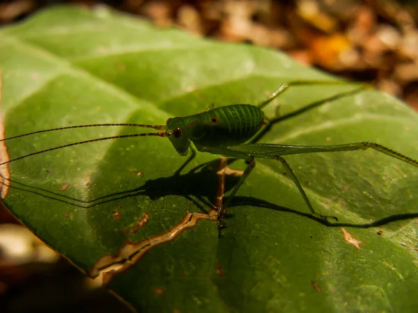 Specked Bush Cricket Leptophyes Leaf Closeup Macro Photography Shot — Stok Foto
