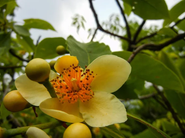 Schima Flor Pétalos Amarillentos Macro Disparo Con Fruta Brote — Foto de Stock