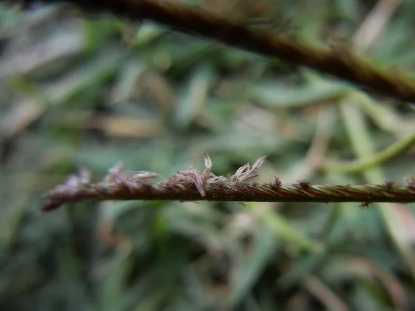 Cynodon Dactylon yakın çekim makro androecium inflorescence