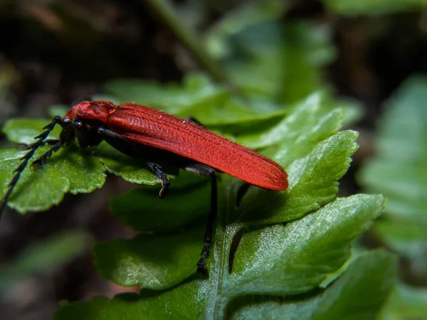 Dictyoptera Крылатый Жук Роуминге Кормящийся Листьями — стоковое фото