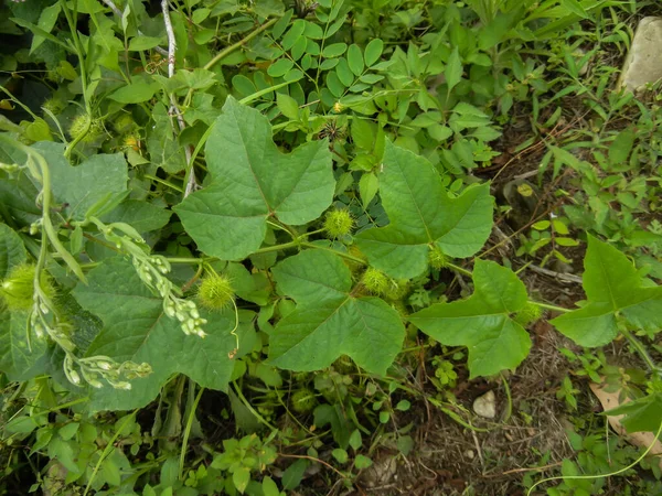 Passiflora foetida sürünerek yerde ve diğer otların ya da bitkilerin üzerinde