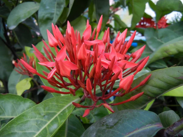 Ixora chinensis, süs olarak yetiştirilmiş güzel yeşil çalı..