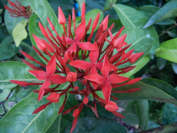 Ixora chinensis, süs olarak yetiştirilmiş güzel yeşil çalı..