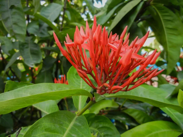 Ixora chinensis, süs olarak yetiştirilmiş güzel yeşil çalı..