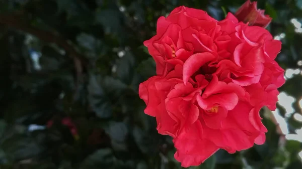 ดอกไม สวยงามบานในต นไม มไม ในสวนปล าหร ประสงค ประด — ภาพถ่ายสต็อก