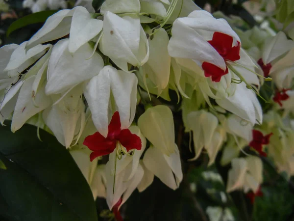 Klerodendron sp. Lamiaceae ailesinin tropikal bitkisi, güzel çiçeklerle yakın çekim.