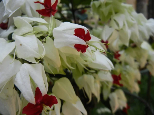 Klerodendron sp. Lamiaceae ailesinin tropikal bitkisi, androecium ve gynoecium yan görüşlü makro çekim.