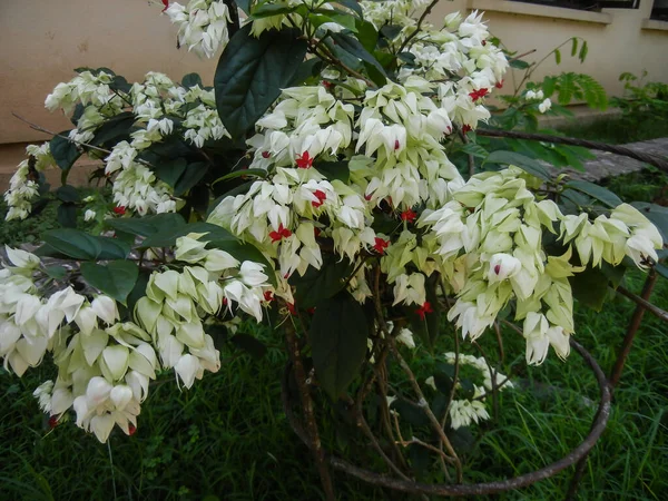 Klerodendron sp. Lamiaceae ailesinin tropik bitkisi, bahçedeki tüm bitkinin yakın plan çekimi.