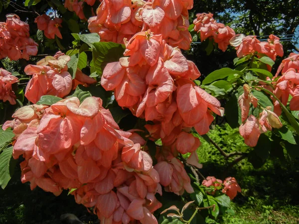 Mussaenda erythrophylla tropikal ve subtropikal güzel bir bahçe bitkisidir.