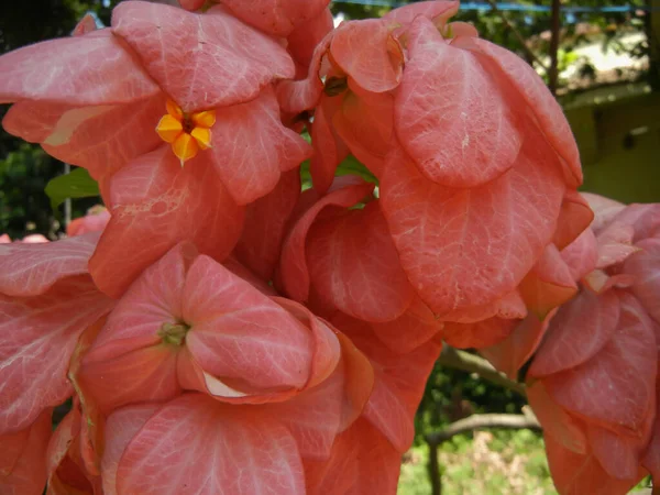 Mussaenda Erythrophylla Krásná Zahradní Rostlina Pěstovaná Stejně Jako Divoká Která — Stock fotografie