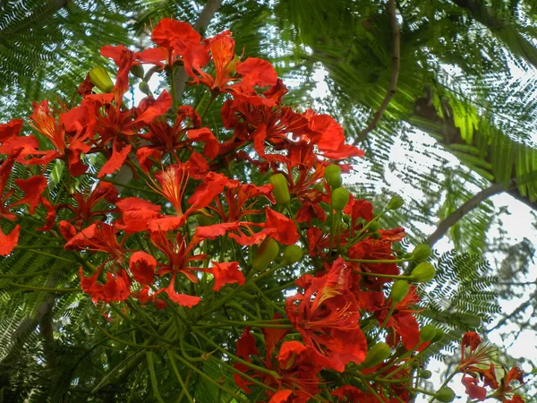Delonix regia, yaz mevsiminde genellikle ekili turuncu kırmızı çiçeklerle yetişen bir çiçek bitkisi..