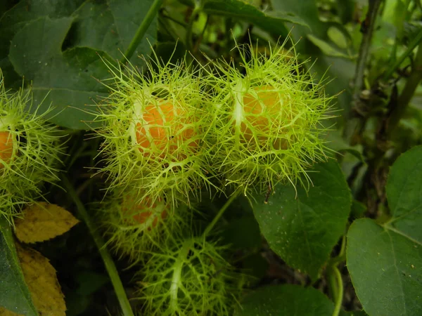 Passiflora foetida - kokuşmuş bir ısırgan çiçeği yerde sürünüyor, olgunlaşmamış meyve, sarımsı dönüş
