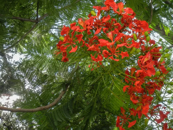 Delonix Regia Uma Planta Florescente Cultivada Verão Com Flores Vermelhas — Fotografia de Stock
