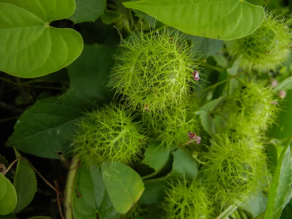 Passiflora foetida - kokuşmuş bir ısırgan çiçeği yerde sürünüyor, olgunlaşmamış meyve, sarımsı dönüş