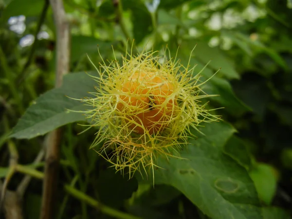 Passiflora foetida olgun meyve yakın çekim yol kenarındaki çalılık alanlarda büyüyen bulundu