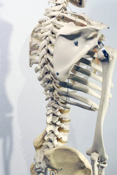 Artificial human skeleton in a school classroom.  With white background.
