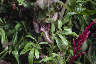 Vahşi bahçedeki bitkilere ihtiyacı var.